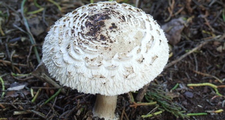 Un hongo blanco en el césped puede ser comestible o extremadamente venenoso.