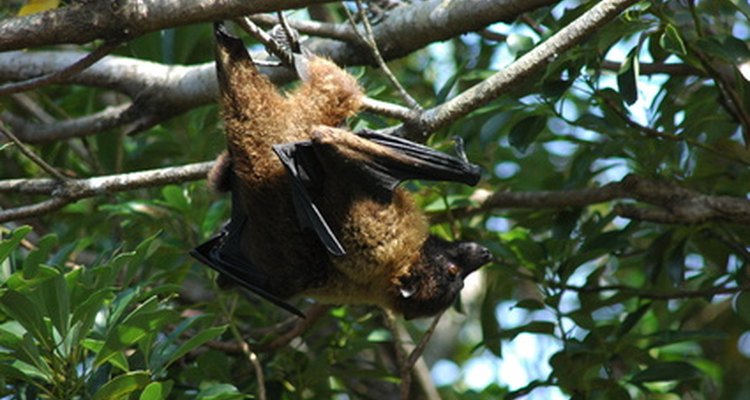 El guano de murciélago puede ser utilizado en la horticultura familiar como fertilizante natural.