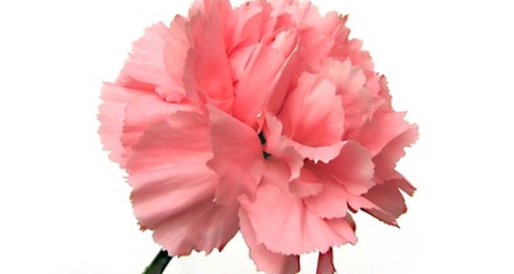 carnation-flower-color-meaning-carnation-flower-meaning-flower