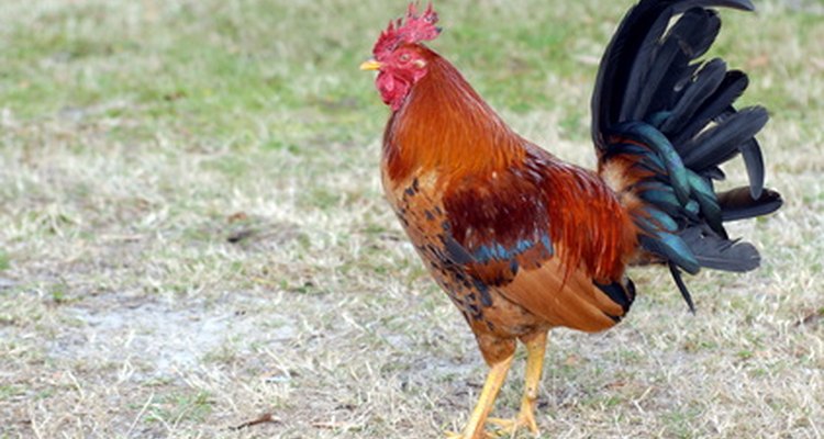 A mature rooster is more colourful than a hen of the same age.