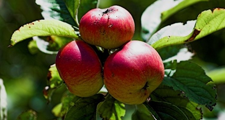 Cluster of apples on an apple tree.