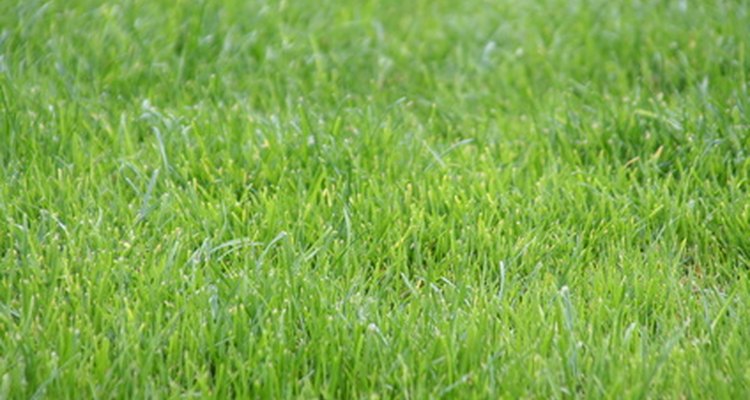 With a bit of preparation, your muddy yard can be green and lush with grass.