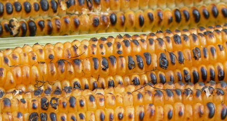 Las deliciosas mazorcas de maíz se pueden cocinar con las costillas en la parrilla.