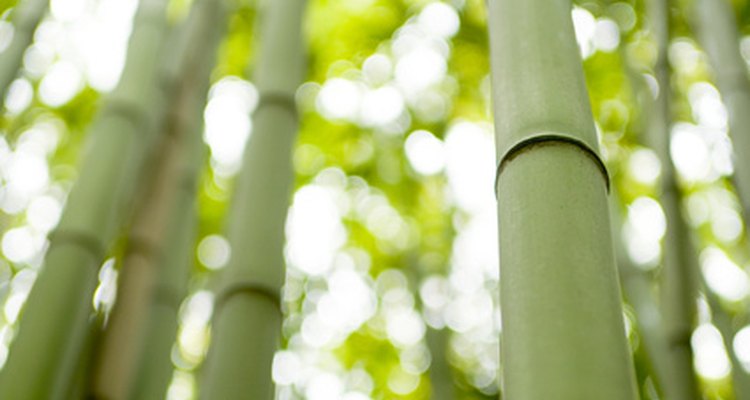 Se puede usar bambú para construir un domo geodésico.