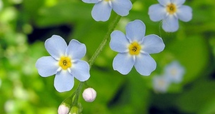 Forget-me-not flowers are a beautiful, simple flower.