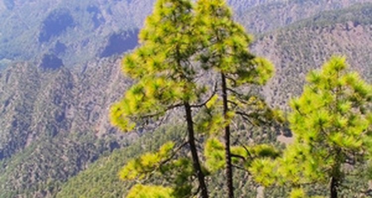 Vegetation varies on different Canary Islands.