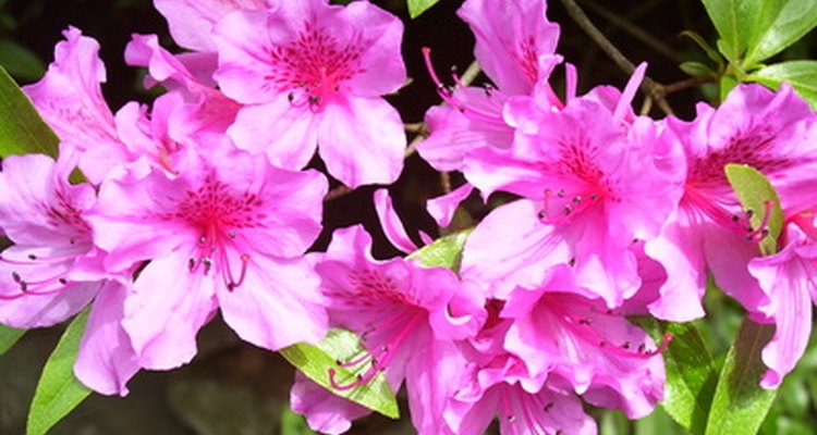 Azaleas will thrive if transplanted under specific conditions and care.