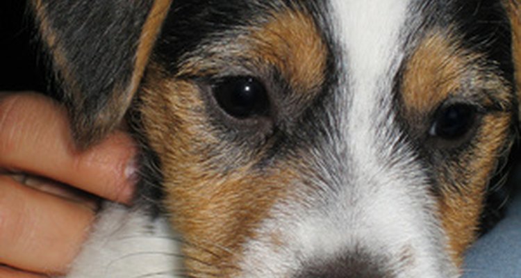 El Jack Russell terrier, muy energético.