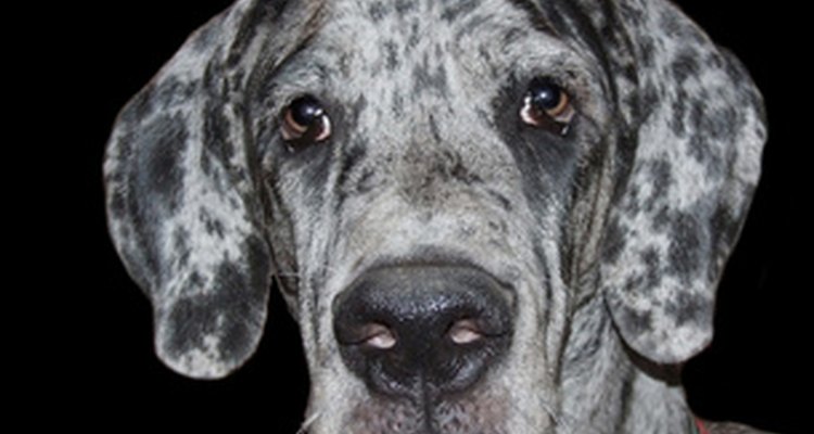 A torção gástrica é uma doença comum em cachorros de grande porte