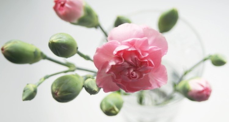 There is one birth flower for every month of the year.