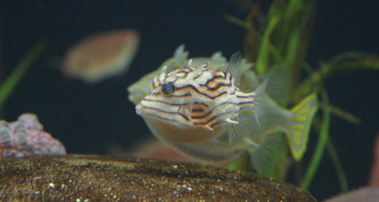 Puffer fish aren't so intimidating until they puff into a spiky ball.