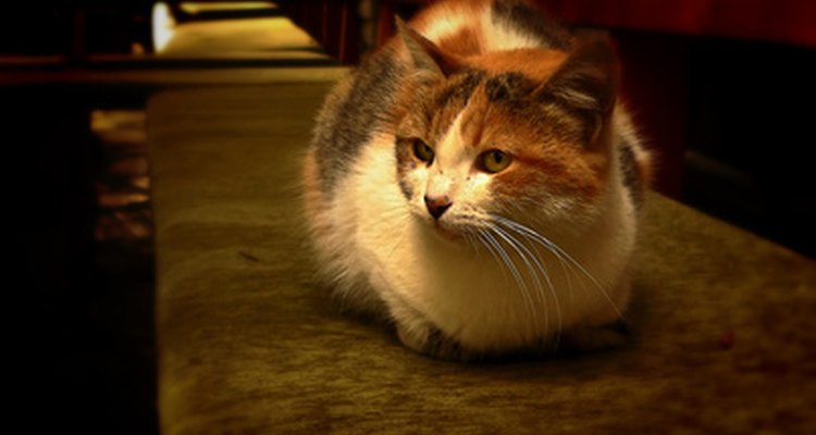 Um gato com entorse pode mostrar uma mudança de personalidade