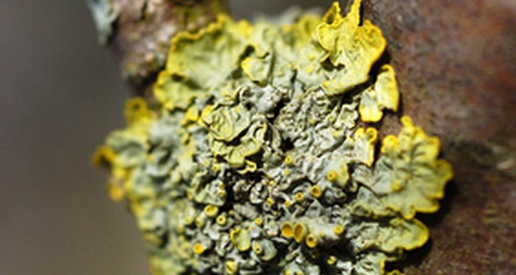 Mold on pipes