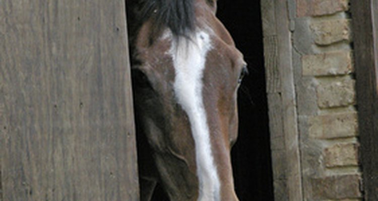 Horses with ringworm should be separated from other horses.