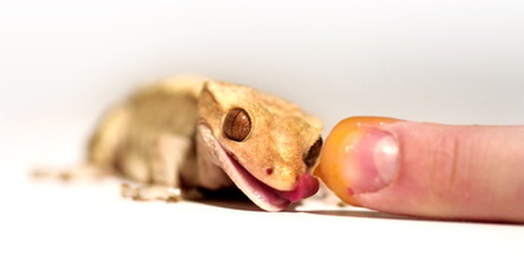 Los geckos crestados son mascotas comúnes para quienes suelen tener geckos.