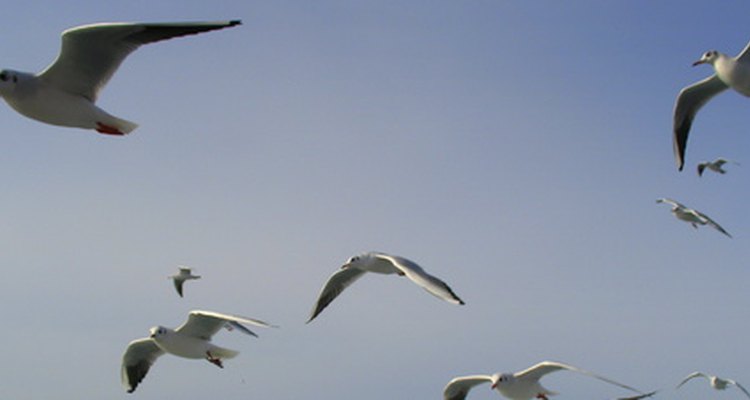 Aves pequeñas se convierten en parte de su dieta durante la temporada de apareamiento.