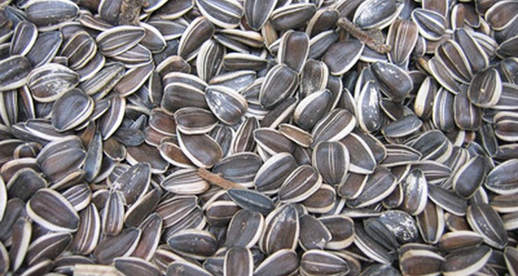 Las semillas de girasol sin cáscara pueden transformarse en crujientes y deliciosos brotes.