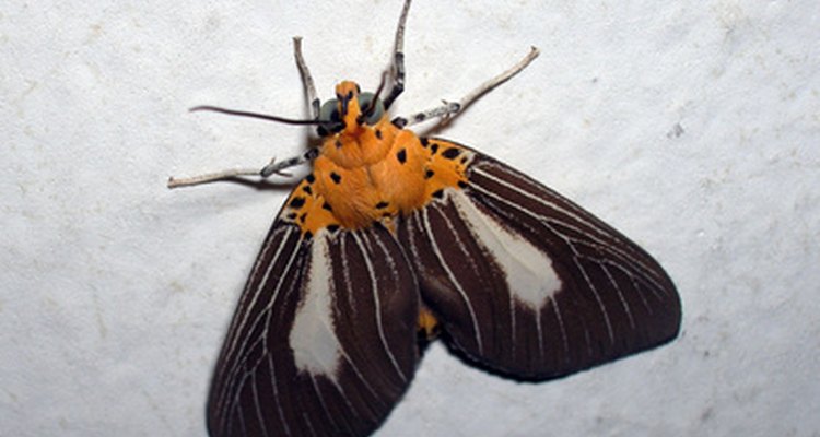 Icynene foam insulation is susceptible to insects, including moths.