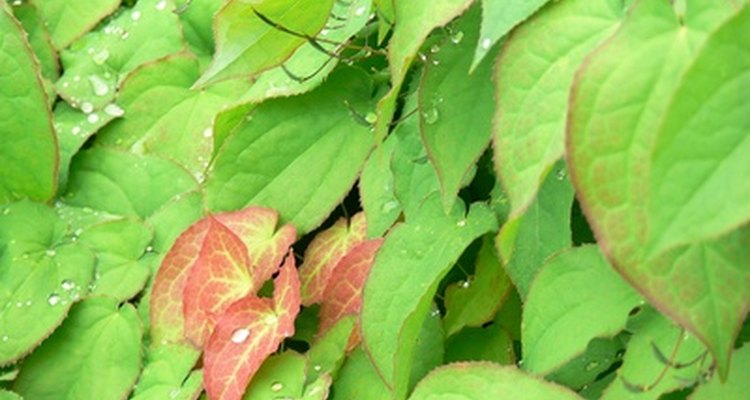 Horny goat weed is ideal for the woodland-themed garden.