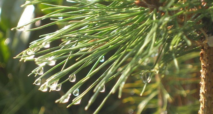 Conifers produce sturdy cones, a different method of reproduction than flowering plants.