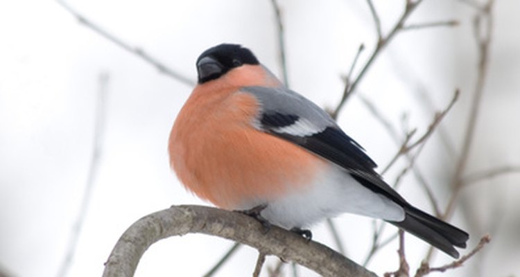 The male bullfinch has a bright orange-red to salmon breast and cheeks.