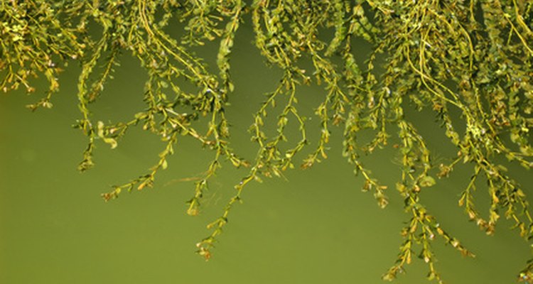 Many aquatic plants have air sacs that allow them to float.