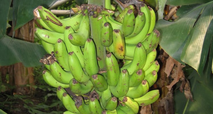 Las plantas de banano son plantas populares de interiores.