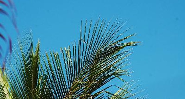 Folhas de coqueiro