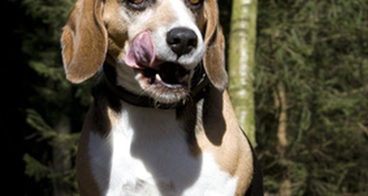 Os beagles devem ser animais amigáveis, e não confrontadores