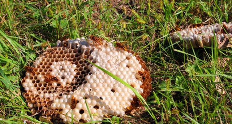 Bee hives can house hundreds of bees.