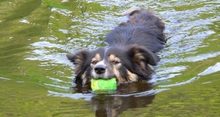 swimmers itch on dogs swimmers itch on dogs