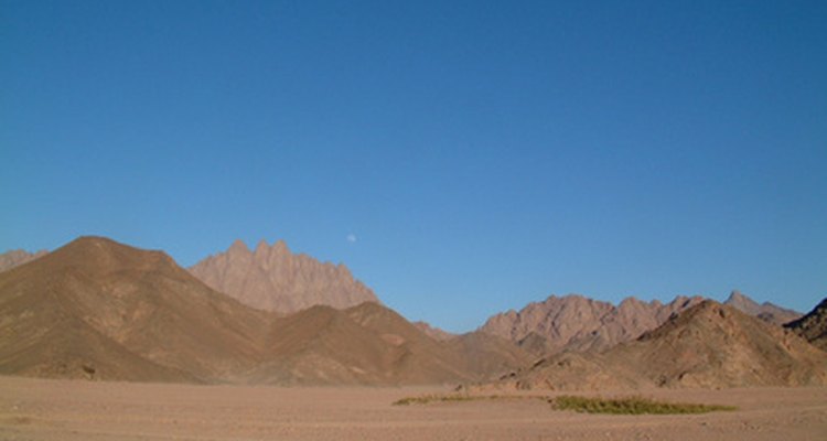 Las plantas y animales se adaptan a las duras condiciones de vida del desierto del Sahara.