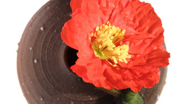 P. nudaucaule, Iceland poppy, is native to Asia.