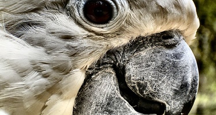 Problemas oculares em papagaios normalmente são apenas sintomas de condição muito mais grave