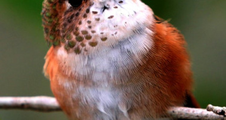 El largo pico del colibrí le permite beber de sus flores favoritas.