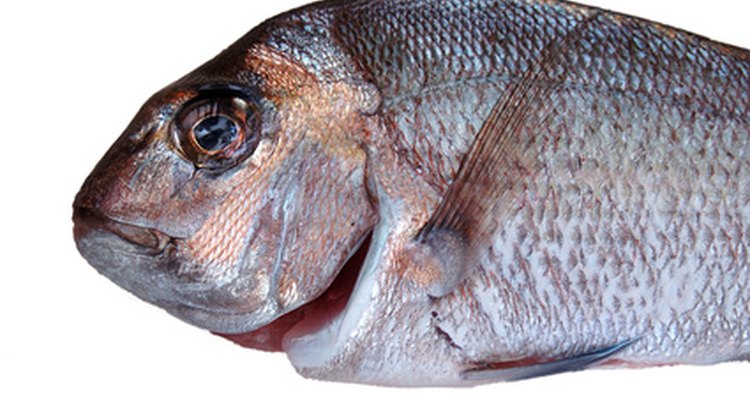 which-saltwater-fish-are-edible