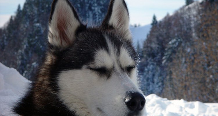 Huskies y Klee Kai son muy similares, aunque con una segunda mirada no es tan difícil diferenciarlos