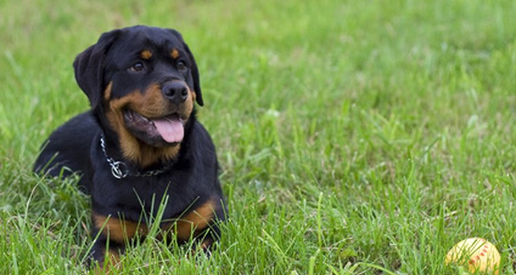 Rottweilers thrive on outdoor play, which introduces their skin to all kinds of surfaces.