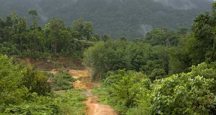 La selva del Amazonas está llena de flora y fauna, algunas peligrosas y otras no.