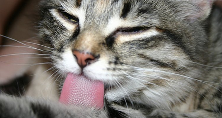 Ao lamberem excessivamente a linha dos pontos com sua língua áspera, os gatos podem causar danos à sutura