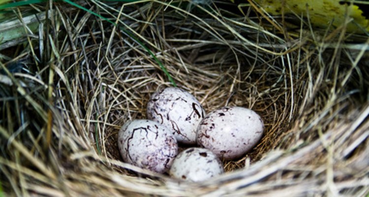 The main colour and marking of eggs are key clues to their identity.