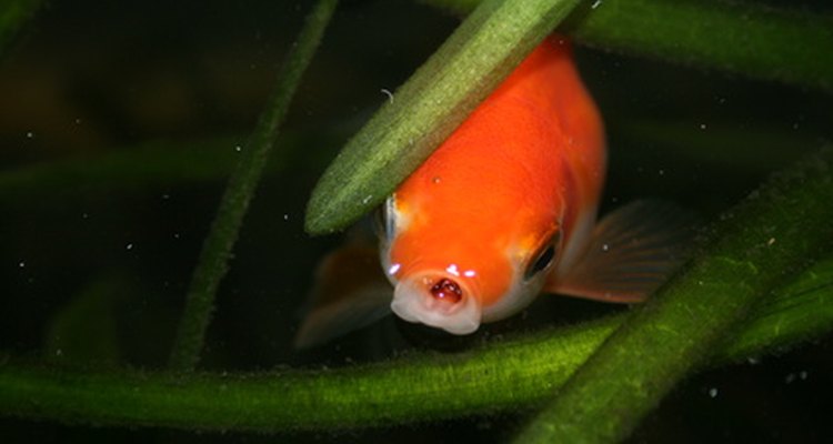 Los peces dorados alcanzan la madurez sexual aproximadamente a los nueve meses de su nacimiento.