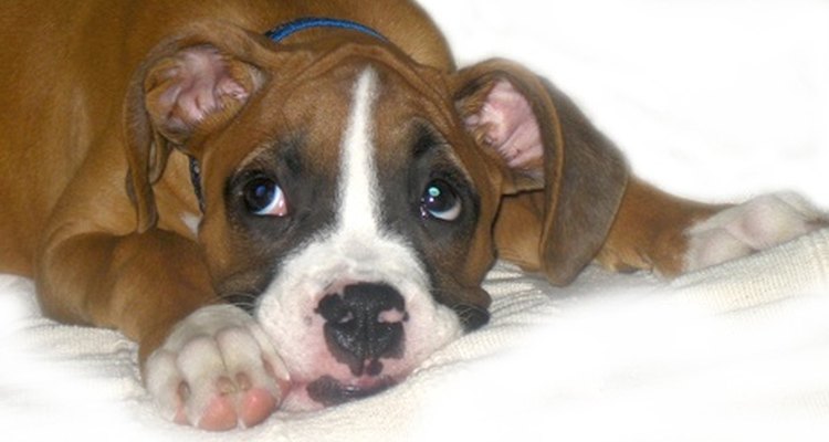 The boxer breed is susceptible to thyroid throat tumours.