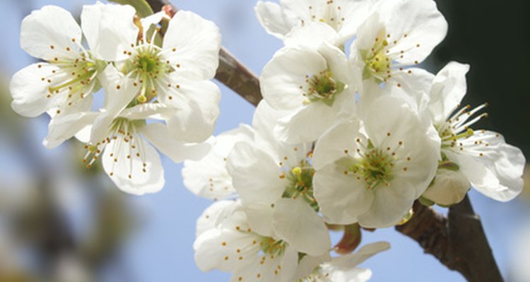 Dwarf cherry trees can be pruned much in the same way as their taller cousins.