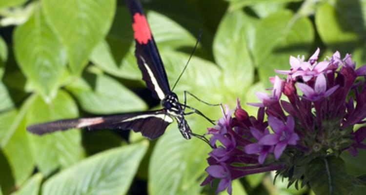 Eco-tourism ideally attempts to preserve endangered habitat.