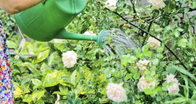 Plantas con riego excesivo pueden sufrir la pérdida de color.