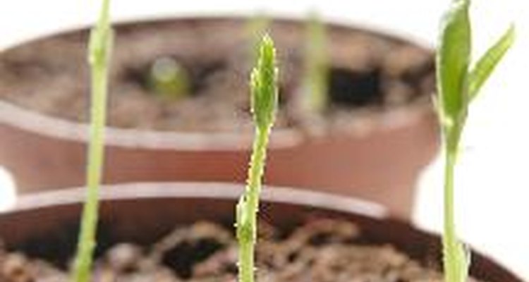 Con suficiente luz, puedes hacer crecer varios tipos de flores, hierbas y verduras, incluso en el interior.