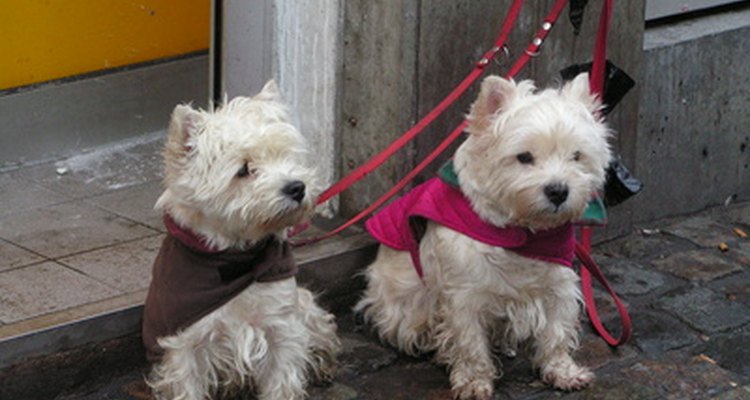 Los hallazgos clínicos en perros con cáncer de hígado varían dependiendo del tipo de tumor.