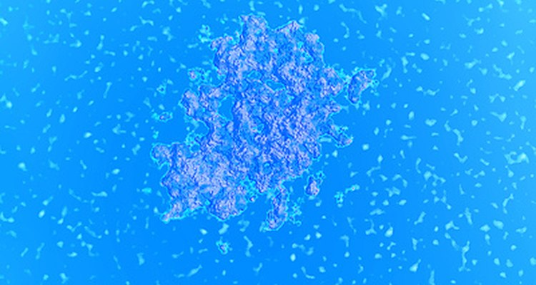 Antígenos de bactérias interagem com as células das placas de Peyer