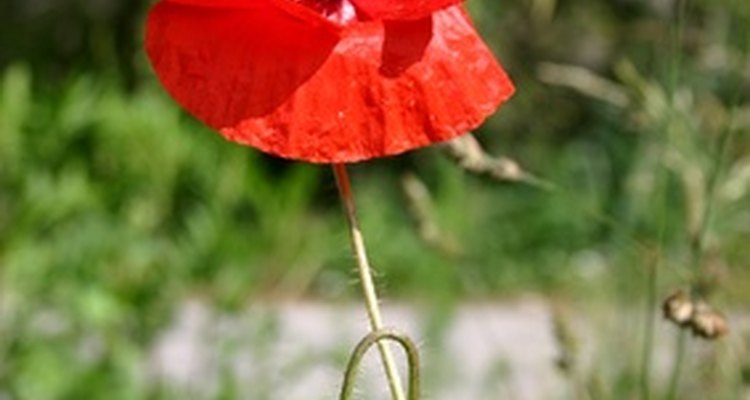 Por qué la flor de la amapola se convirtió en el símbolo del Día de los  Veteranos? |